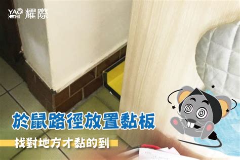 高樓層會有老鼠嗎|高樓層不怕「鼠害」？過來人訴慘痛經驗